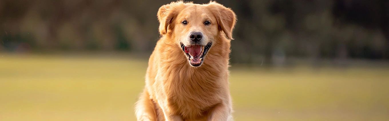 Grand strand golden sales retriever rescue